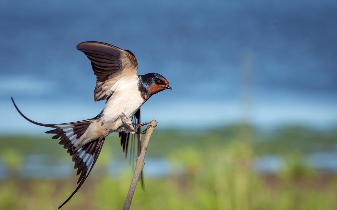 Bird on a stick