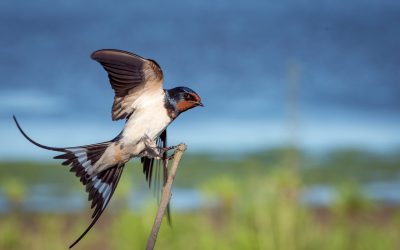 Best Binoculars for Bird Watching