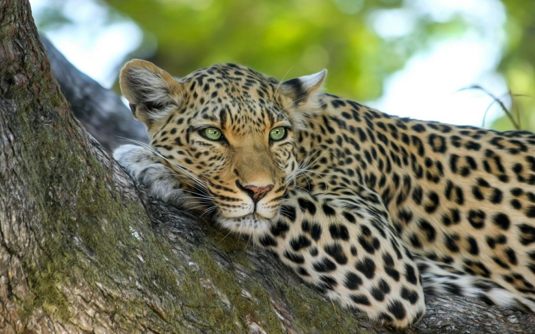 leopard on a branch