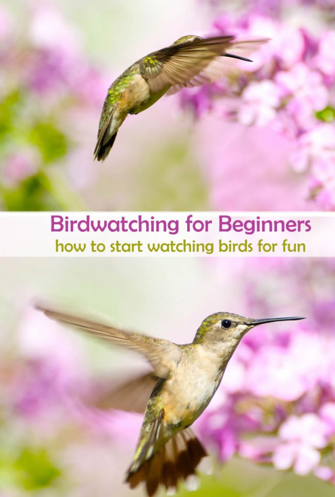 Bridwatching for beginners