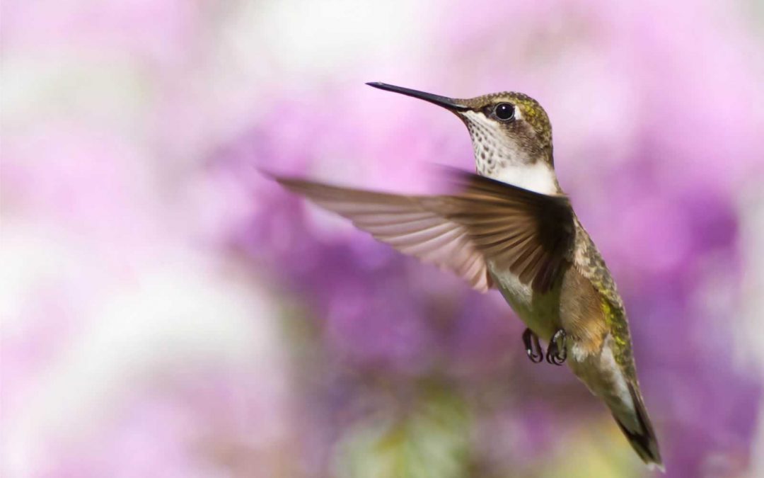 hummingbird viewing