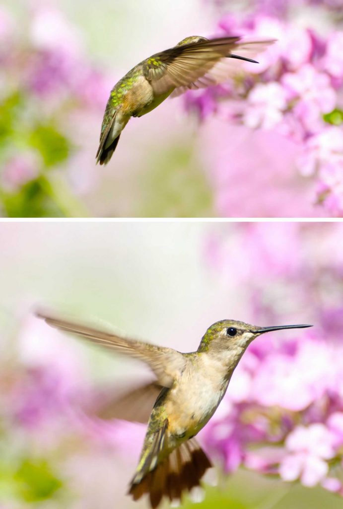 hummingbirds on pink flowers