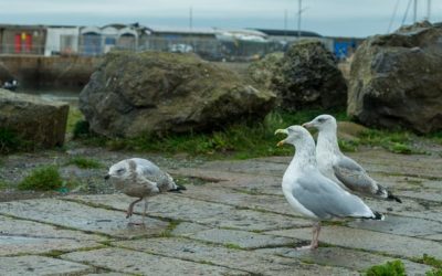 Bird Watching Gifts – Ideas of Presents for Backyard Birdwatchers (and not only)