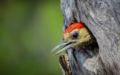 Best Compact Binoculars for Birding